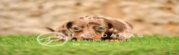 Teckel perros en venta: Cachorros de teckel disponibles.  - Anuncio 3