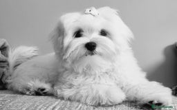 Bichón Maltés perros en venta: Bichón Maltés Coreano en Pontevedra - Imagen 1