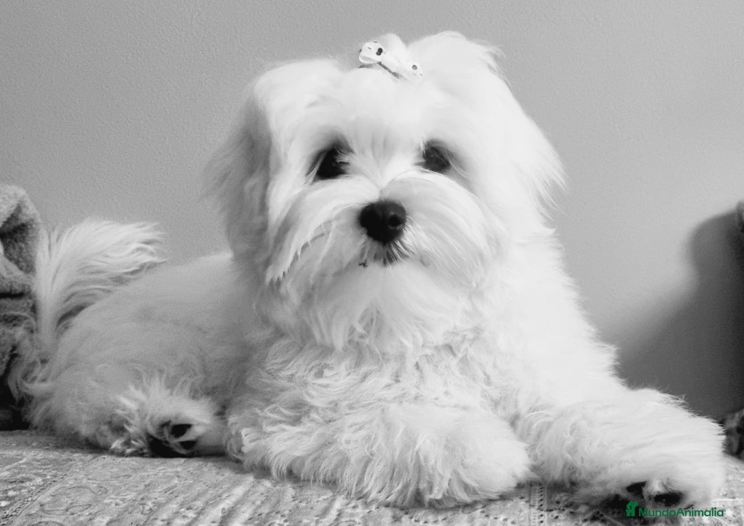 Bichón Maltés perros en venta: Bichón Maltés Coreano en Pontevedra - Imagen 1