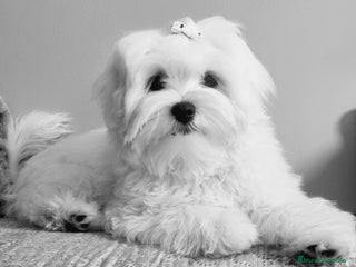 Bichón Maltés perros en Pontevedra - Anuncio 1