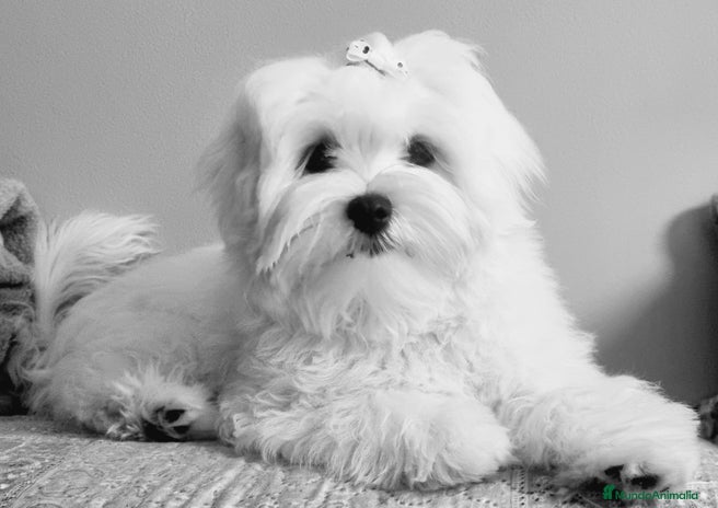 Bichón Maltés perros - Anuncio 1