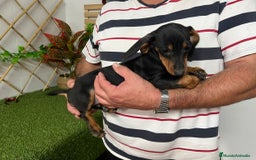 Teckel Miniatura perros en venta: TECKEL MINI - Imagen 2