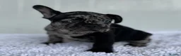 Bulldog Francés perros en venta: Bulldog frances Exotic - Anuncio 13