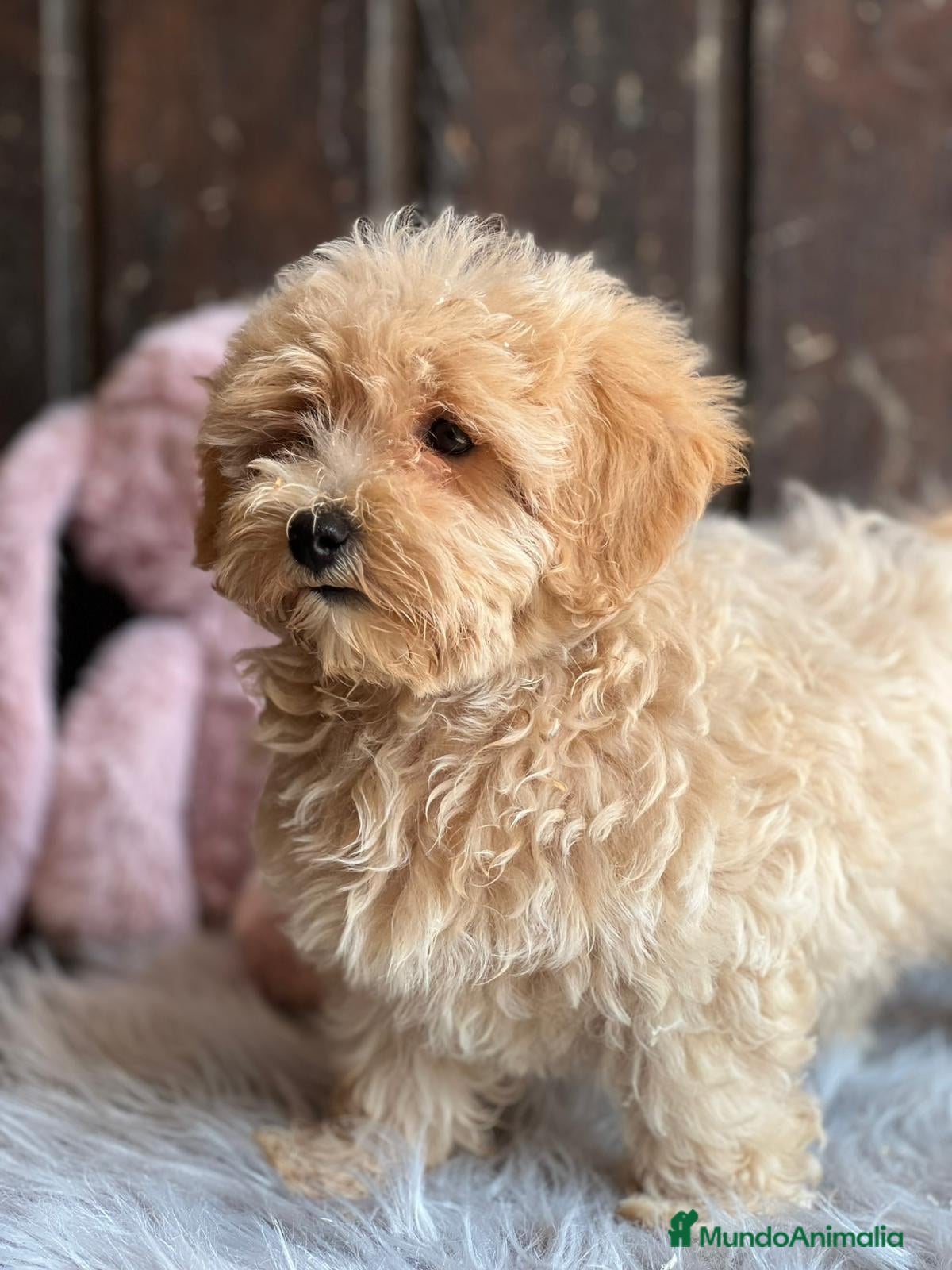 Maltipoo perros Maltipoo - Anuncio 2