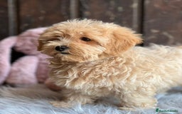Maltipoo perros en venta: Maltipoo - Imagen 2