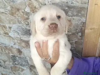 Labrador Retriever perros Labrador retriever macho y hembra 🔥🐾 - Anuncio 2