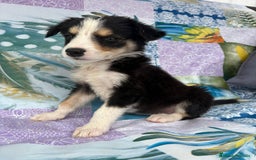 Border Collie perros en venta: Border collie última hembra  - Imagen 5