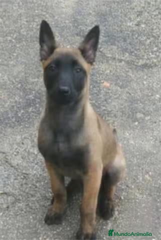 Pastor Belga Malinois perros Pastor Belga Malinois - Anuncio 1
