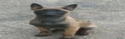 Pastor Belga Malinois perros en venta: Pastor Belga Malinois - Anuncio 1