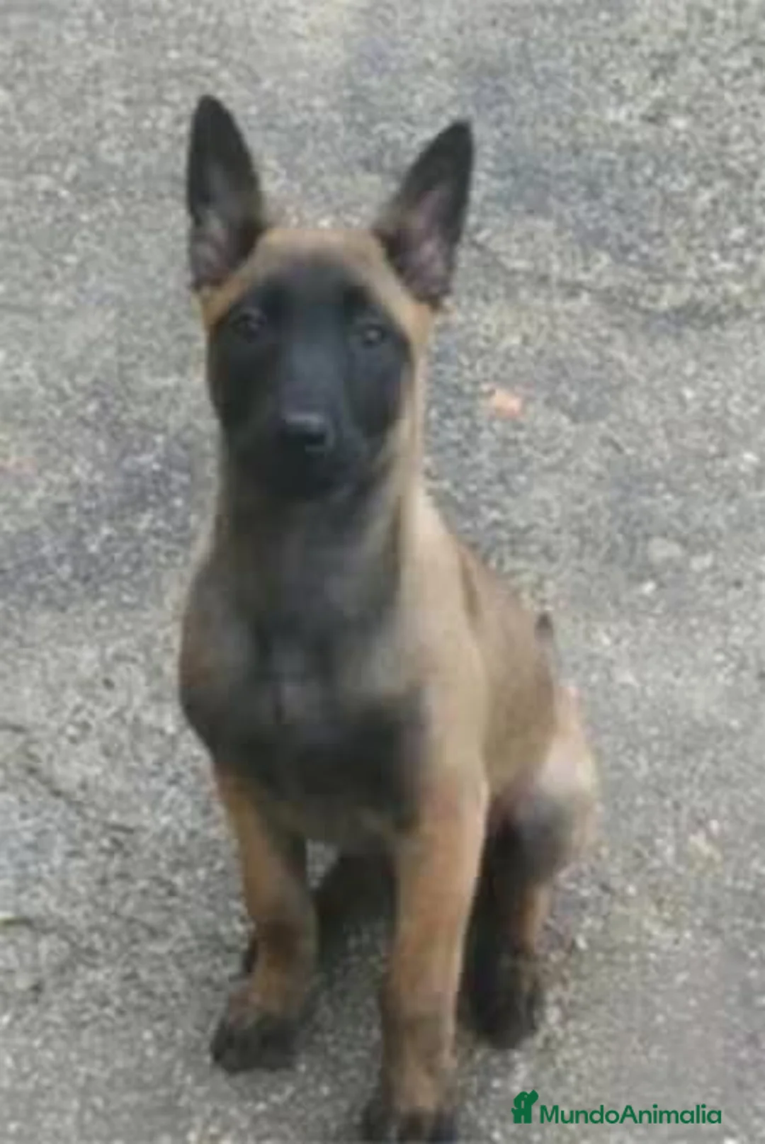 Pastor Belga Malinois perros en venta: Pastor Belga Malinois - Anuncio 1