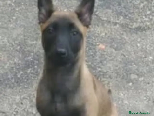 Pastor Belga Malinois perros en venta: Pastor Belga Malinois - Anuncio 1