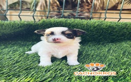 Chihuahua perros en venta: Chihuahua pelo largo  - Imagen 4