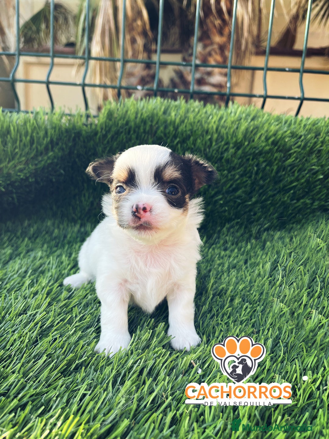 Chihuahua perros en venta: Chihuahua pelo largo  - Imagen 4