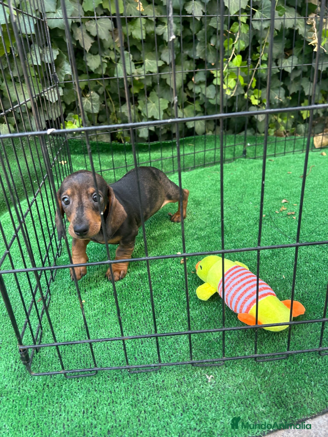 Teckel Miniatura perros en venta: teckel arlequin - Imagen 4