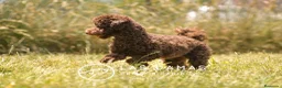 Caniche Toy perros en venta: Hembra caniche toy color chocolate para entregar - Anuncio 3