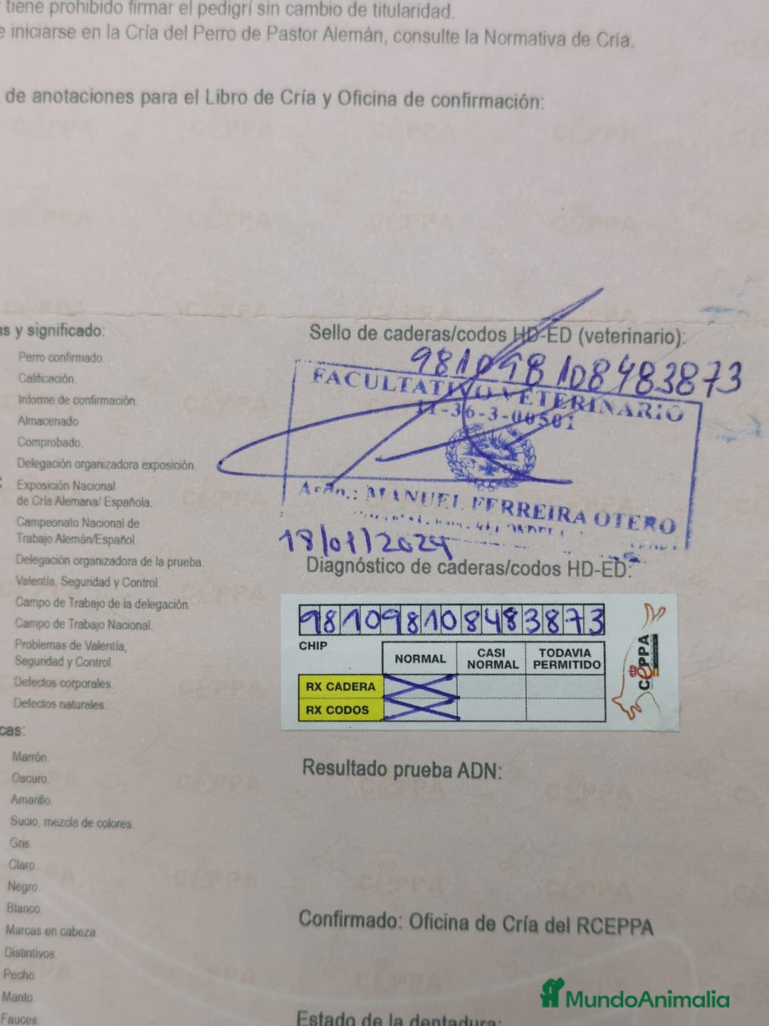 Pastor Alemán perros en venta: CACHORROS PASTOR ALEMÁN  - Anuncio 12