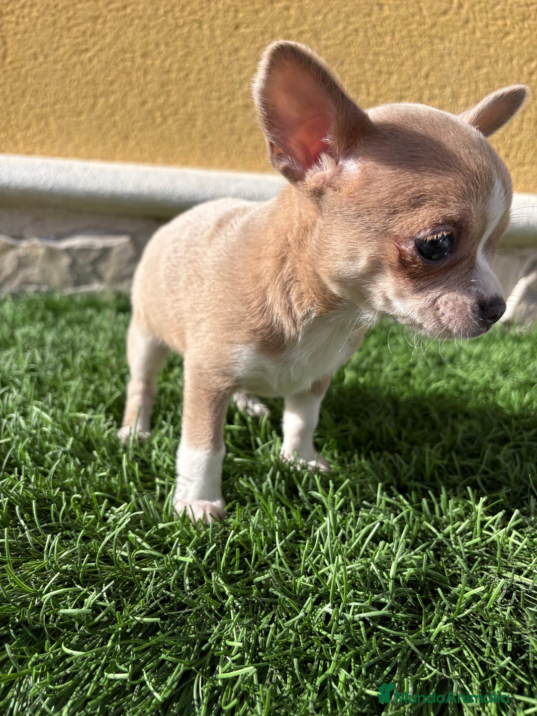 Chihuahua perros en venta: Chihuahua macho marrón blue ojos azules - Anuncio 9