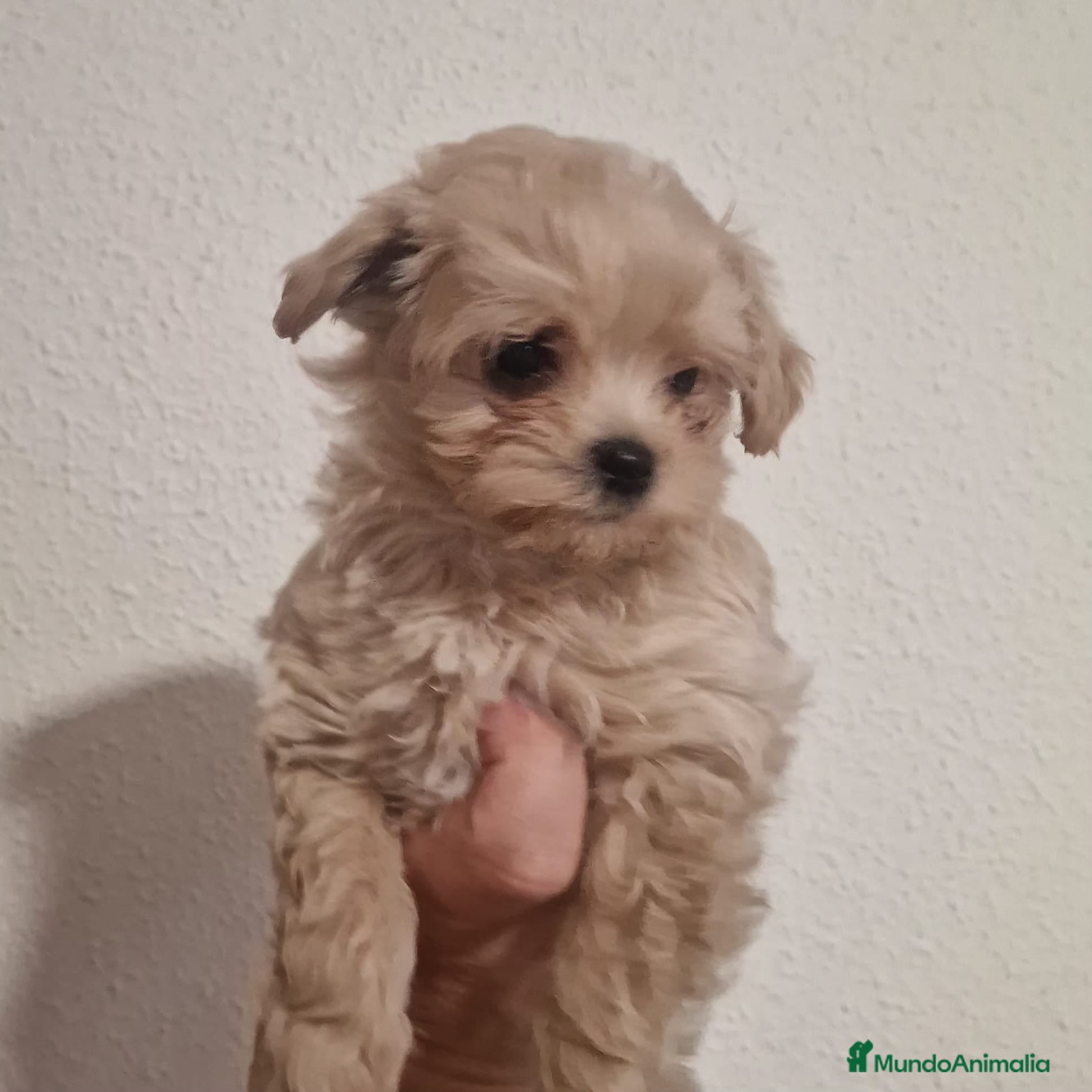 Maltipoo perros Maltipoo  - Anuncio 1
