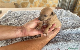 Pequeño Lebrel Italiano perros en venta: Galgo italiano piccolo - Imagen 5