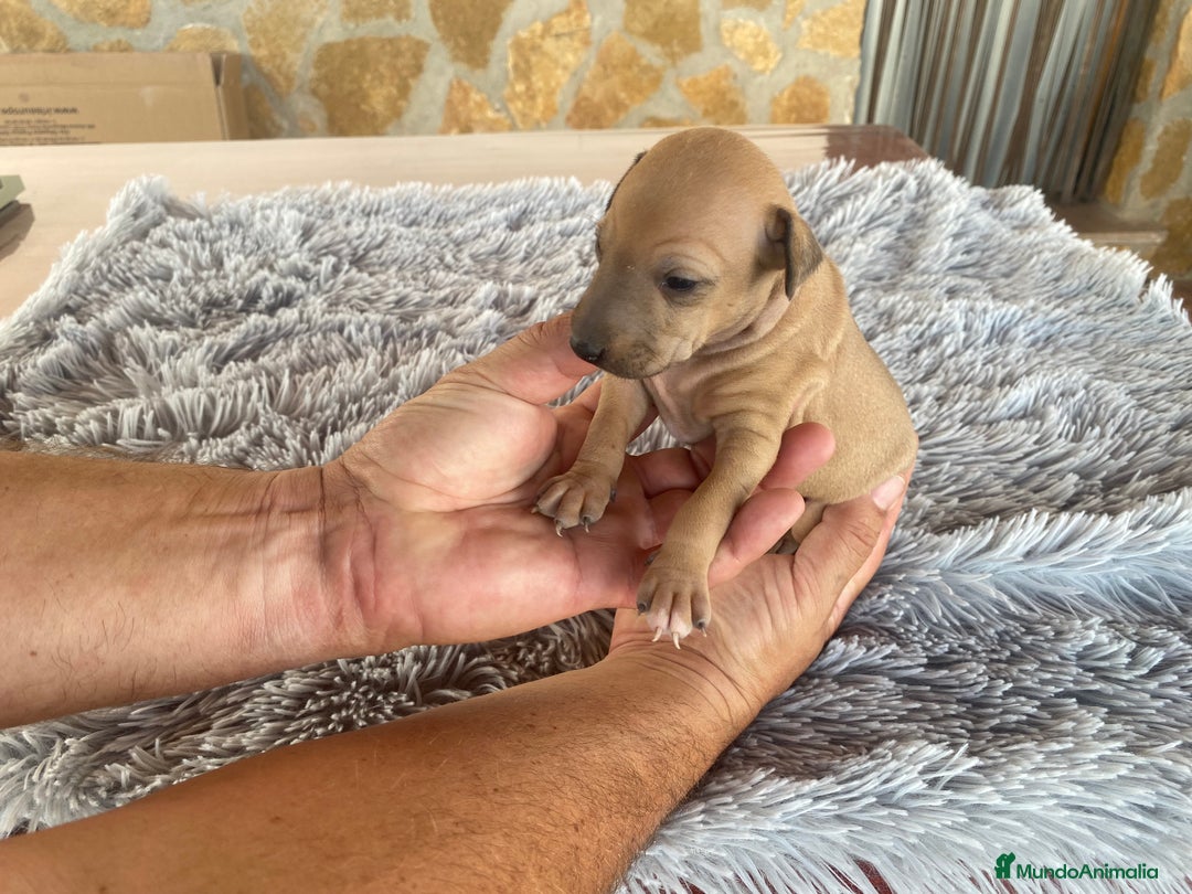 Pequeño Lebrel Italiano perros en venta: Galgo italiano piccolo - Imagen 5