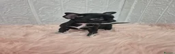 Chihuahua perros en venta: Chihuahuas chocolates 🍫 🐾❤️ - Anuncio 5
