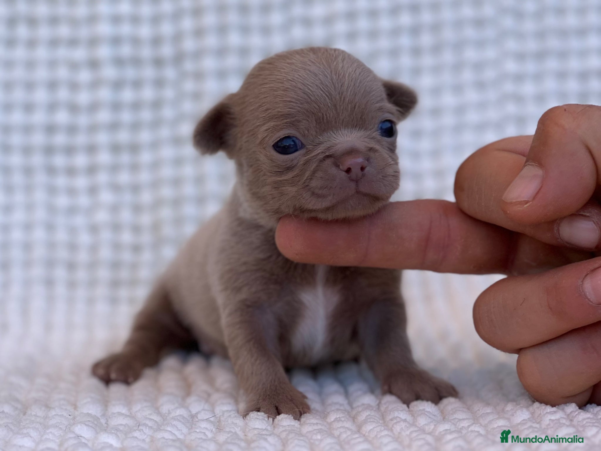 Chihuahua perros CHIHUAHUA MACHITO LILAC PELO CORTO LÍNEA RUSA - Anuncio 15