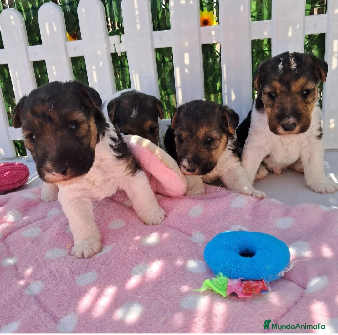 Fox Terrier de Pelo Duro perros en venta: Bebés Foxterrier Machos - Anuncio 2