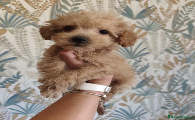 Caniche Toy perros - Anuncio 1