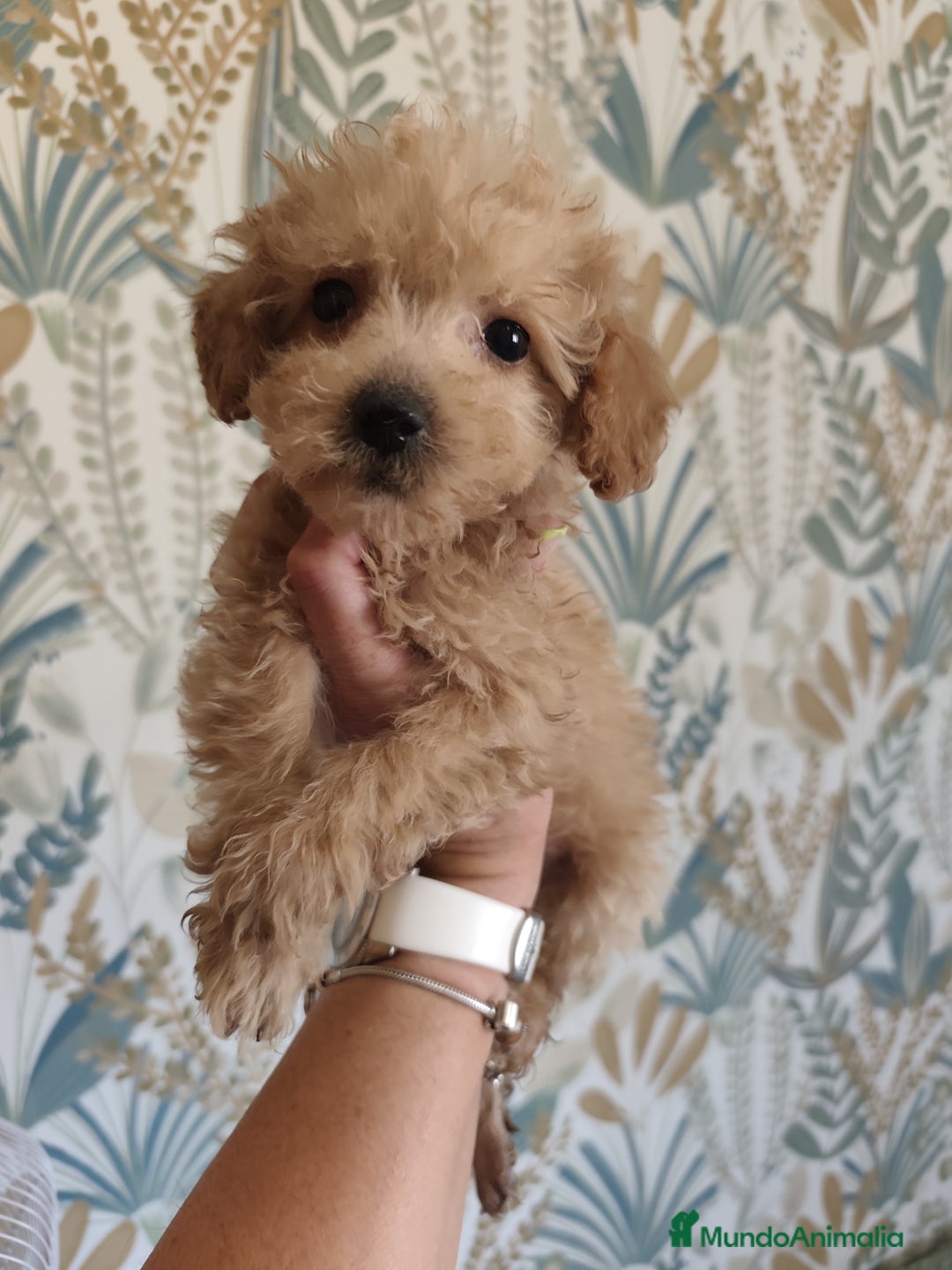 Caniche Toy perros en venta: Cachorritos caniche toy - Imagen 1