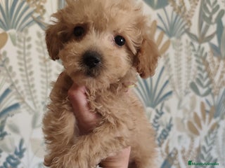 Caniche Toy perros - Anuncio 9