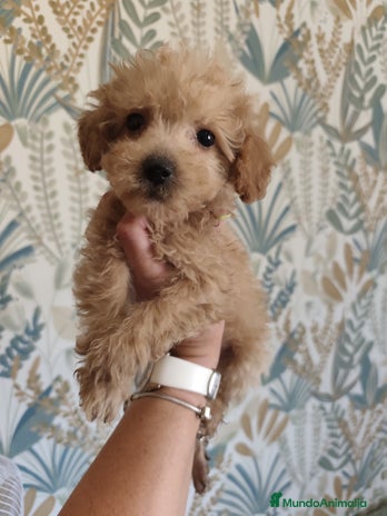 Caniche Toy perros - Anuncio 1