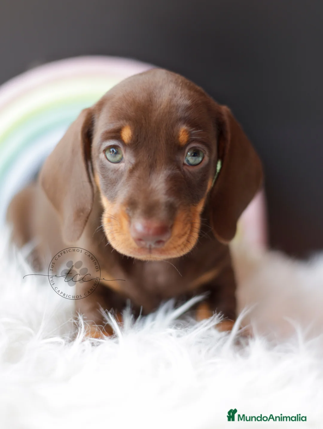 Teckel perros en venta: TECKEL CHOCOLATE Y FUEGO  - Anuncio 1