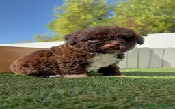 Perro de Agua Español perros en venta: PERRO DE AGUA ESPAÑOL HEMBRA - Imagen 2