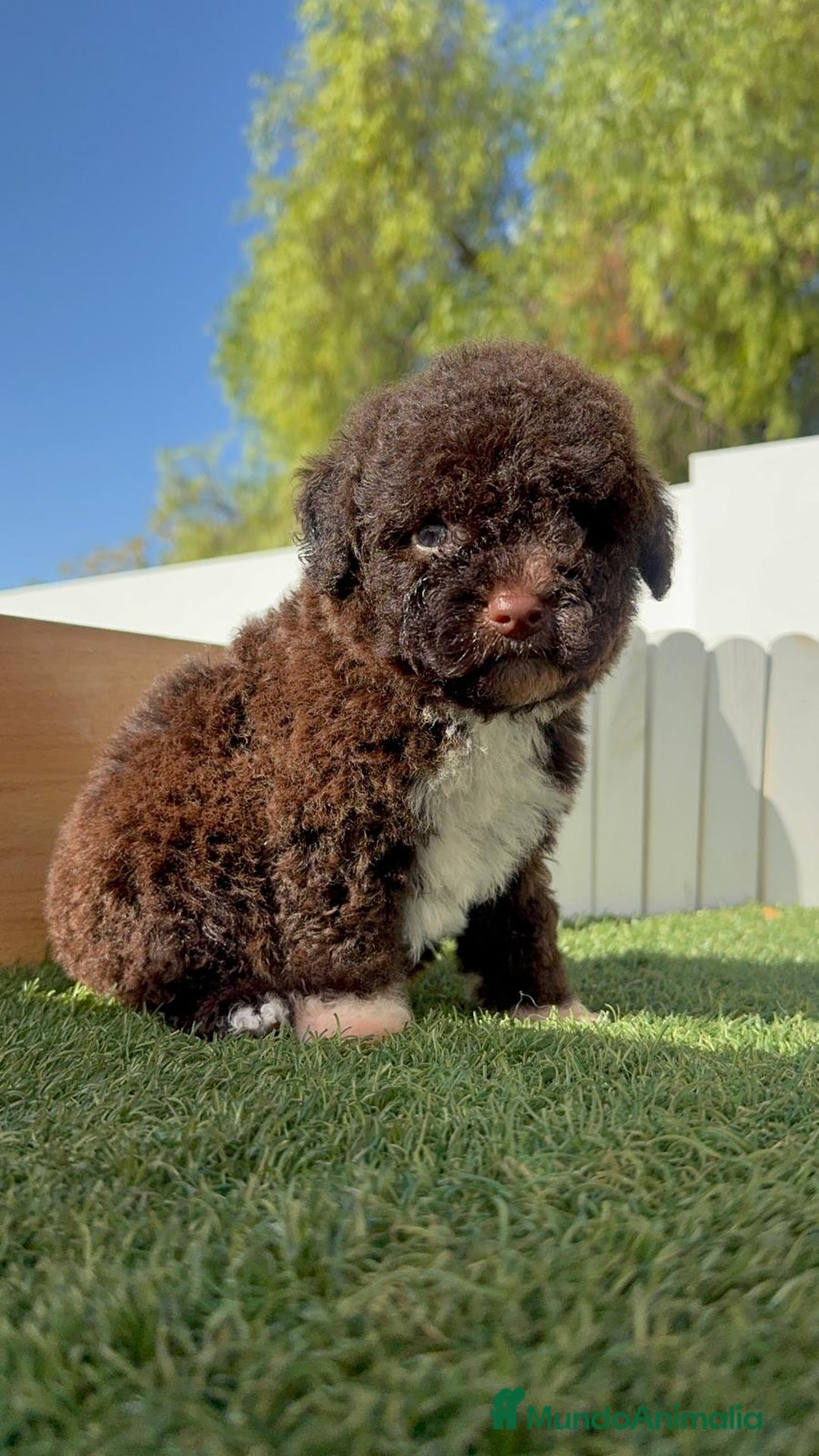 Perro de Agua Español perros en venta: PERRO DE AGUA ESPAÑOL HEMBRA - Imagen 2