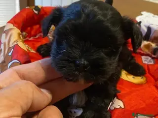 Maltipoo perros Maltipoo - Anuncio 2