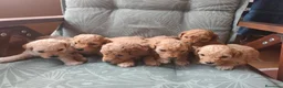 Caniche Toy perros en venta: Caniche toy PRECIO REAL en Álava - Anuncio 10
