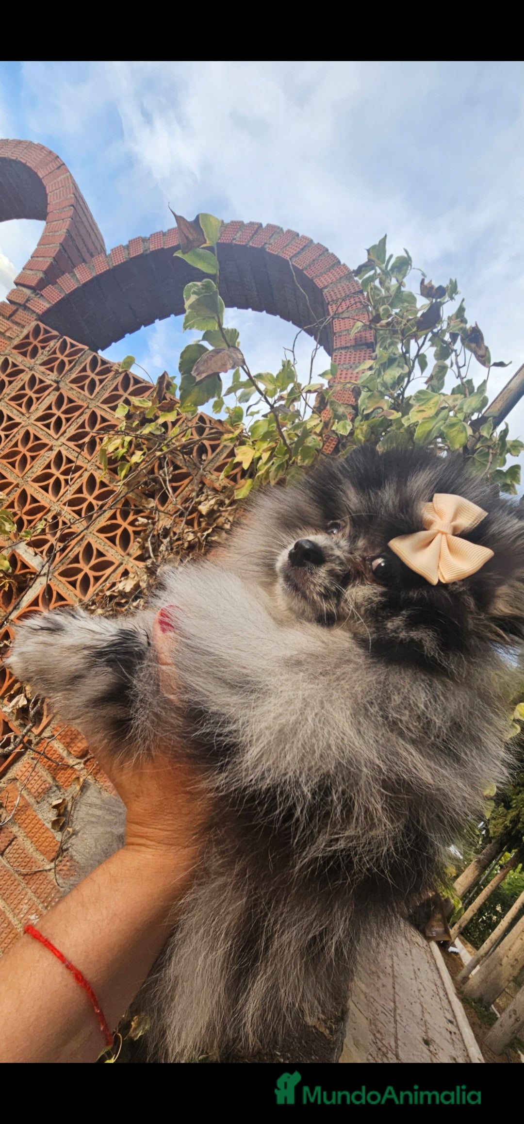 Pomerania perros en venta: Precioso machito Merle 💝 - Imagen 6