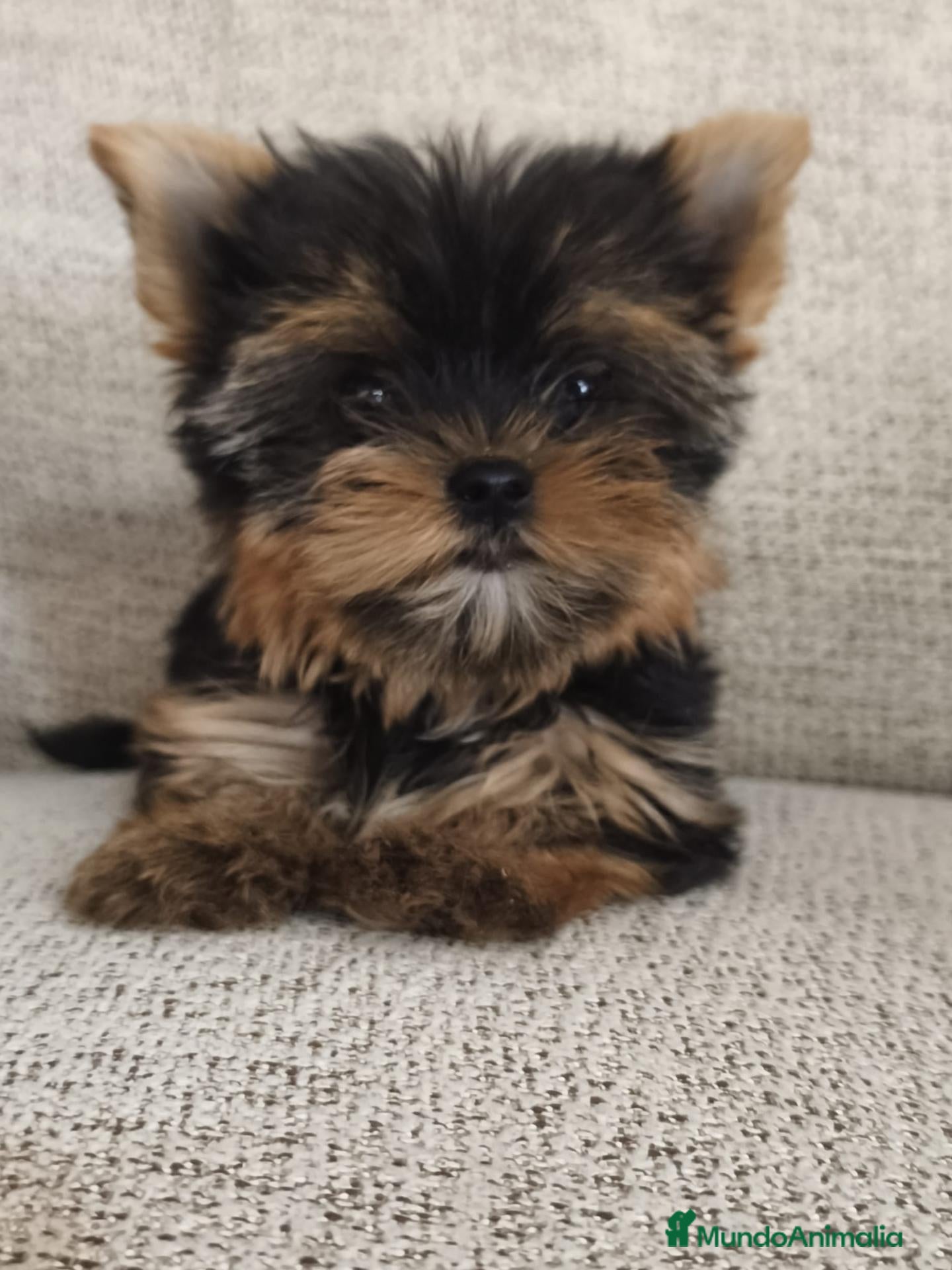 Yorkshire Terrier perros en venta: YORKSHIRE TOY - Anuncio 3