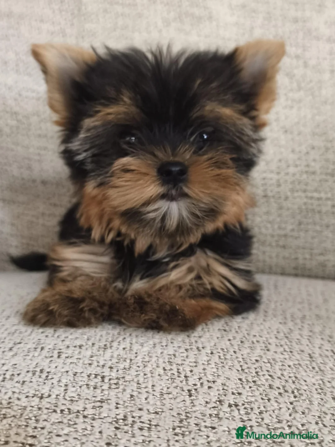 Yorkshire Terrier perros en venta: YORKSHIRE TOY - Anuncio 1
