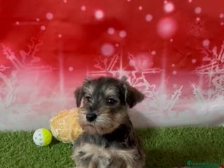 Schnauzer Miniatura perros SCHNAUZER MINI TOY - Anuncio 5