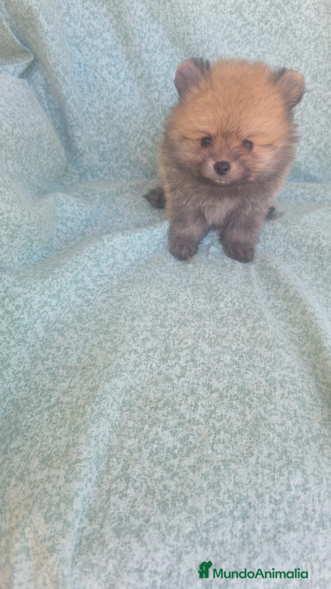 Pomerania perros en venta: Pomeranian machos - Anuncio 1