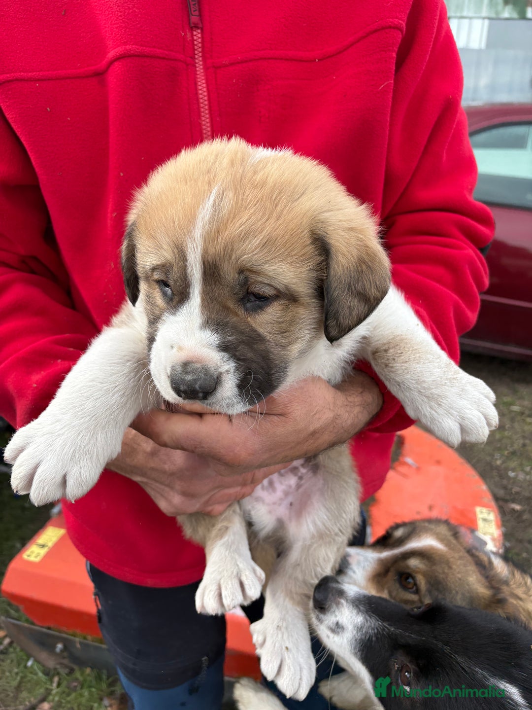 Mastín Español perros en venta: Mastín Español cachorro macho  - Anuncio 15