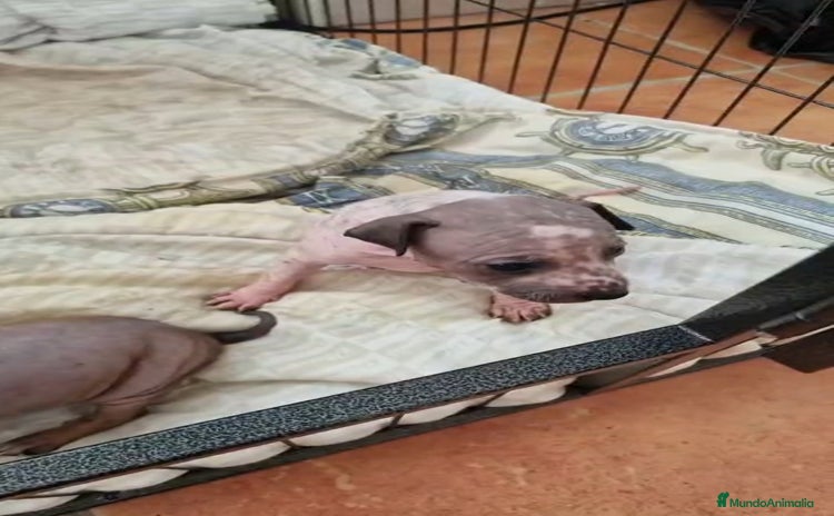 Xoloitzcuintle - Perro Sin Pelo Mexicano perros - Anuncio 1