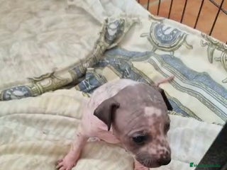 Xoloitzcuintle - Perro Sin Pelo Mexicano perros - Anuncio 5