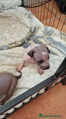 Xoloitzcuintle - Perro Sin Pelo Mexicano perros - Anuncio 1