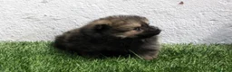 Pomerania perros en venta: Pomerania  - Anuncio 2