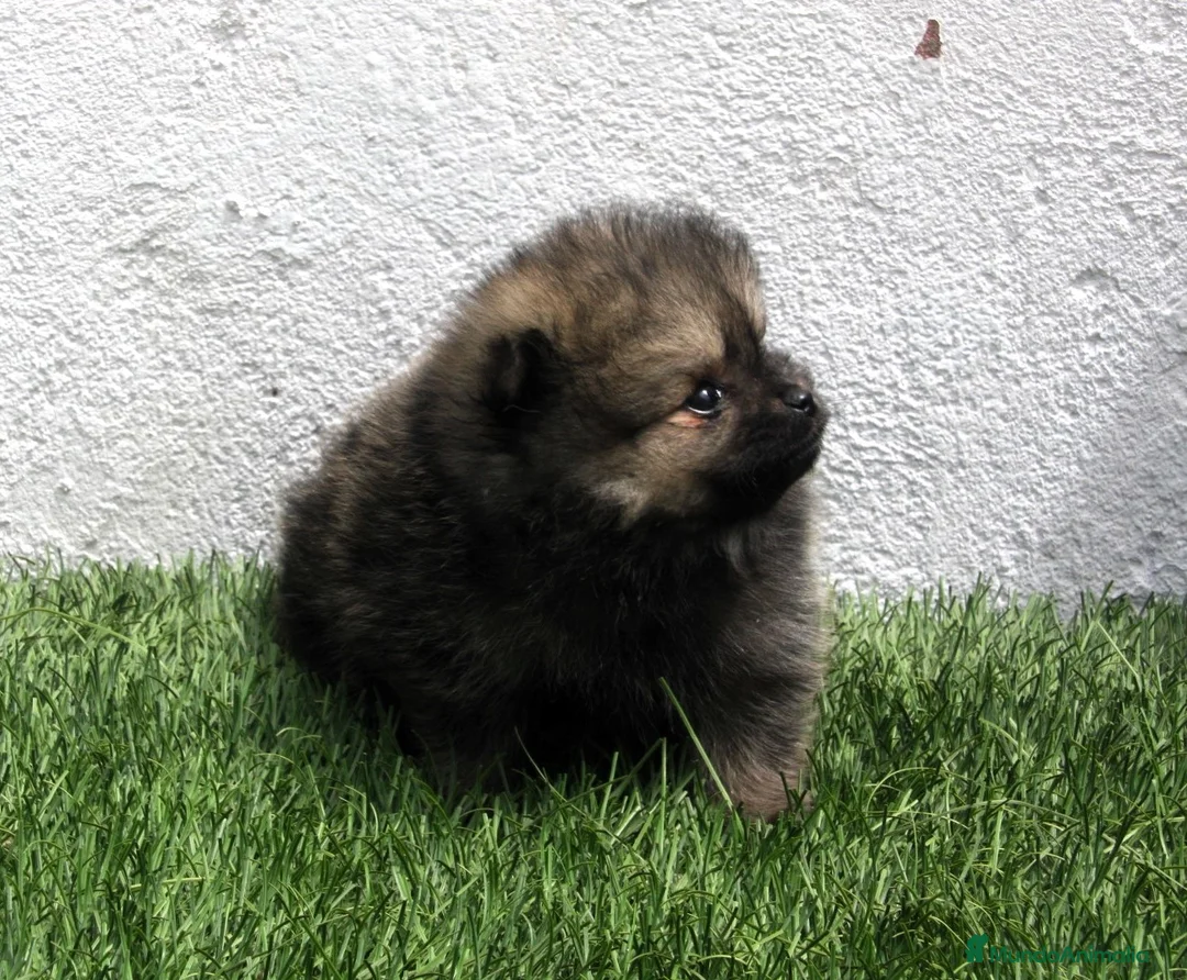 Pomerania perros en venta: Pomerania  - Anuncio 2