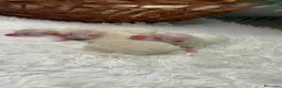 Pomerania perros en venta: POMERANIA - Anuncio 11