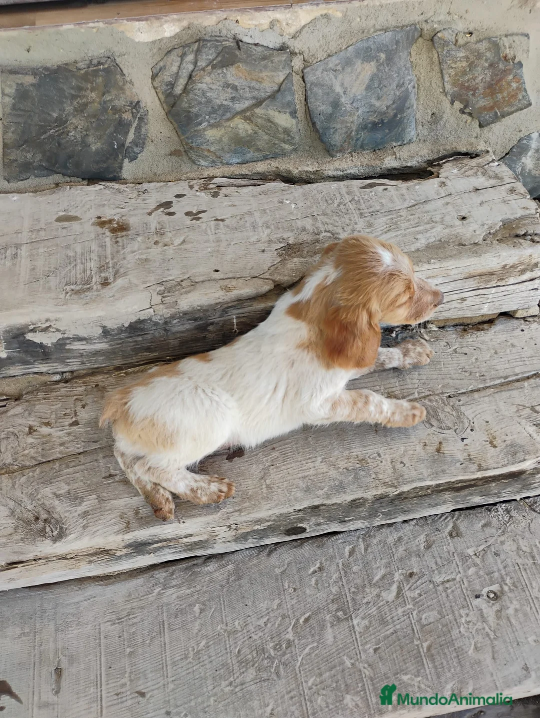 Raza Mixta perros en venta: Cruzaditos de Coker minis Espectaculares  - Anuncio 2