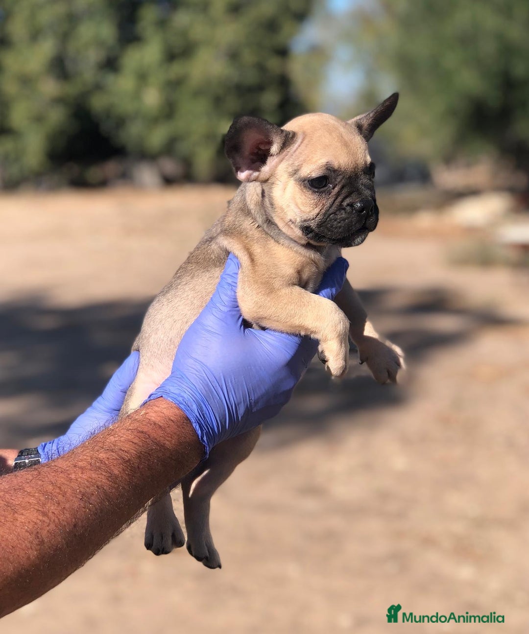 Bulldog Francés perros en venta: Bulldog francés standar  - Imagen 5